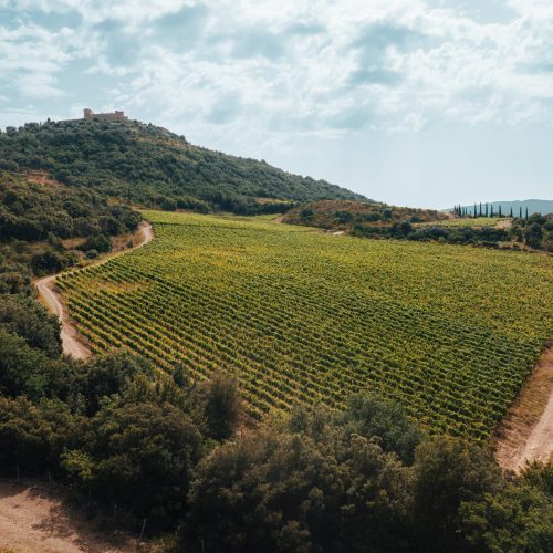 Tassi vineyard
